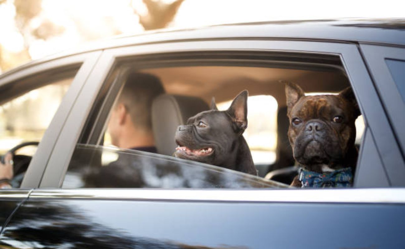 Transportar Pet no Carro Pode Gerar Multa? Entenda as Regras e Evite Problemas